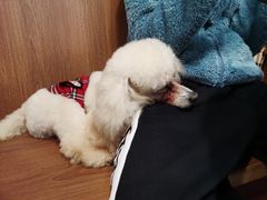 -柯斗斗主题餐厅·狗咖·围炉煮茶·茶饮(国瑞升平里店)