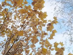 -中鑫之宝领克中心(姚家园店)