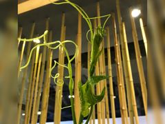 丝瓜苗-龙门养心粥火锅(祥恒广场店)