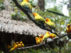 -广州长隆野生动物世界