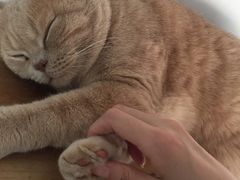 -Catmate·猫肥家润(金润铂宫店)