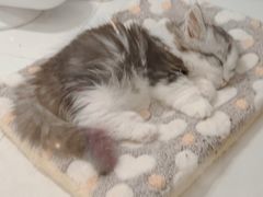 -1013 PET SHOP精品宠物商店(丁香店)