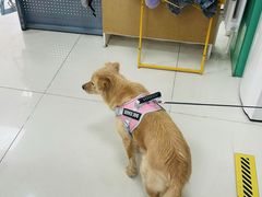 -利又安动物医院··老年病·猫科犬科·中兽医