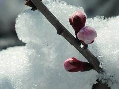 -长春世界雕塑园冰雪艺术天地