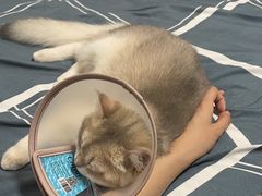 -艾贝尔宠物诊疗