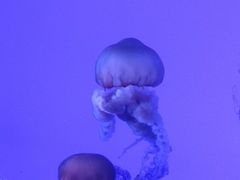 -瑞普利水族馆