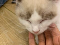 -猫域·湾主题猫咖·宠物吧(南坪城市广场店)