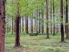 -黄海国家森林公园