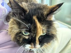 -纳吉亚猫专科动物诊疗中心(蒋宅口分院)