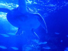 -太平洋海底世界