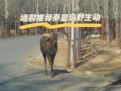 -秦皇岛野生动物园