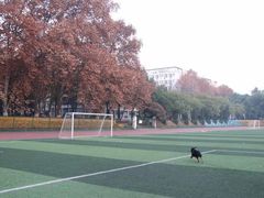 -武汉大学-樱园