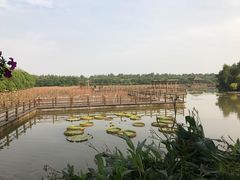 -大湾区中央湿地公园