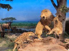 -国家自然博物馆