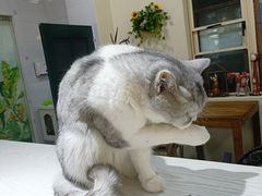 -猫小院猫主题餐厅(南锣旗舰店)