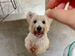 -more than meow吴止猫主题餐厅(承德 中船汇店)