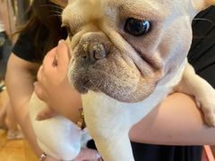 -more than meow吴止猫主题餐厅(承德 中船汇店)