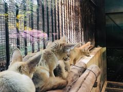 -昆明动物园