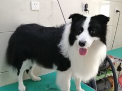-北京观赏动物医院·24小时大型综合·猫专科·异宠专科