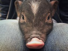 -藦茜花园宠物主题亲子互动体验馆(国顺东路店)