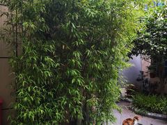 -徐家汇源景区-衡山公园