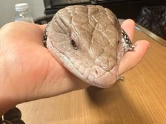 -抱暴龙爬宠·异宠·撸宠撸爬主题馆(大学路店)