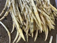 -洪湖生态旅游区