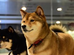 -柴务处·柴犬主题狗咖