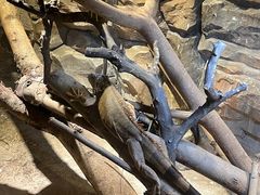 -绿色星球动物主题公园