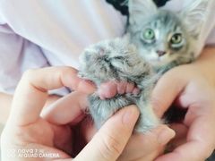 -十年猫舍·猫咪专门店(普陀店)