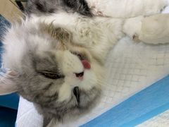 -安安宠医·安宠宠物医院