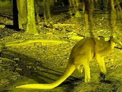 -清迈夜间动物园