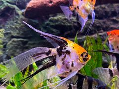 -上海海洋水族馆