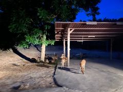-清迈夜间动物园