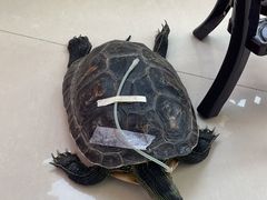 -美联众合动物医院·24h转诊中心