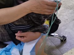 -美联众合动物医院·24h转诊中心