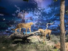 -国家自然博物馆