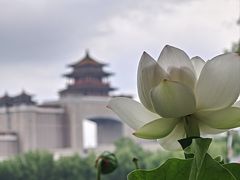 -莲花池公园