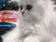 -客栈猫舍(中央北路店)