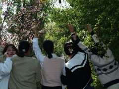 -南汇桃花村