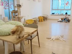 -有喵·猫咖·狗咖·30几只猫10只小狗(岗厦店)