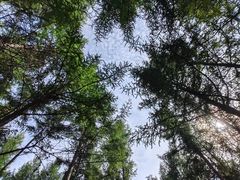 -塞罕坝国家级自然保护区