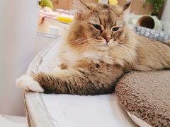 -COLOR PETS 撸猫馆·购猫·猫咖(长风大悦城店)