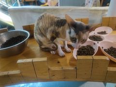 -猫小院猫主题咖啡厅(北锣店)