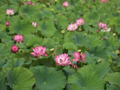 -野鸭湖国家湿地公园