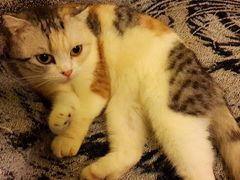 喵-猫色咖啡·猫咖