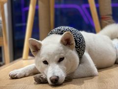 -南京Hallo宠物乐园·哈罗犬舍·柴犬繁育基地