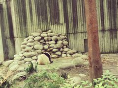 景点-成都大熊猫繁育研究基地