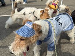 -爪吧宠物乐园 (温榆河示范区店)