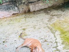 -广州长隆野生动物世界